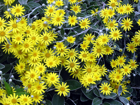 Yellow Flowering Senecio